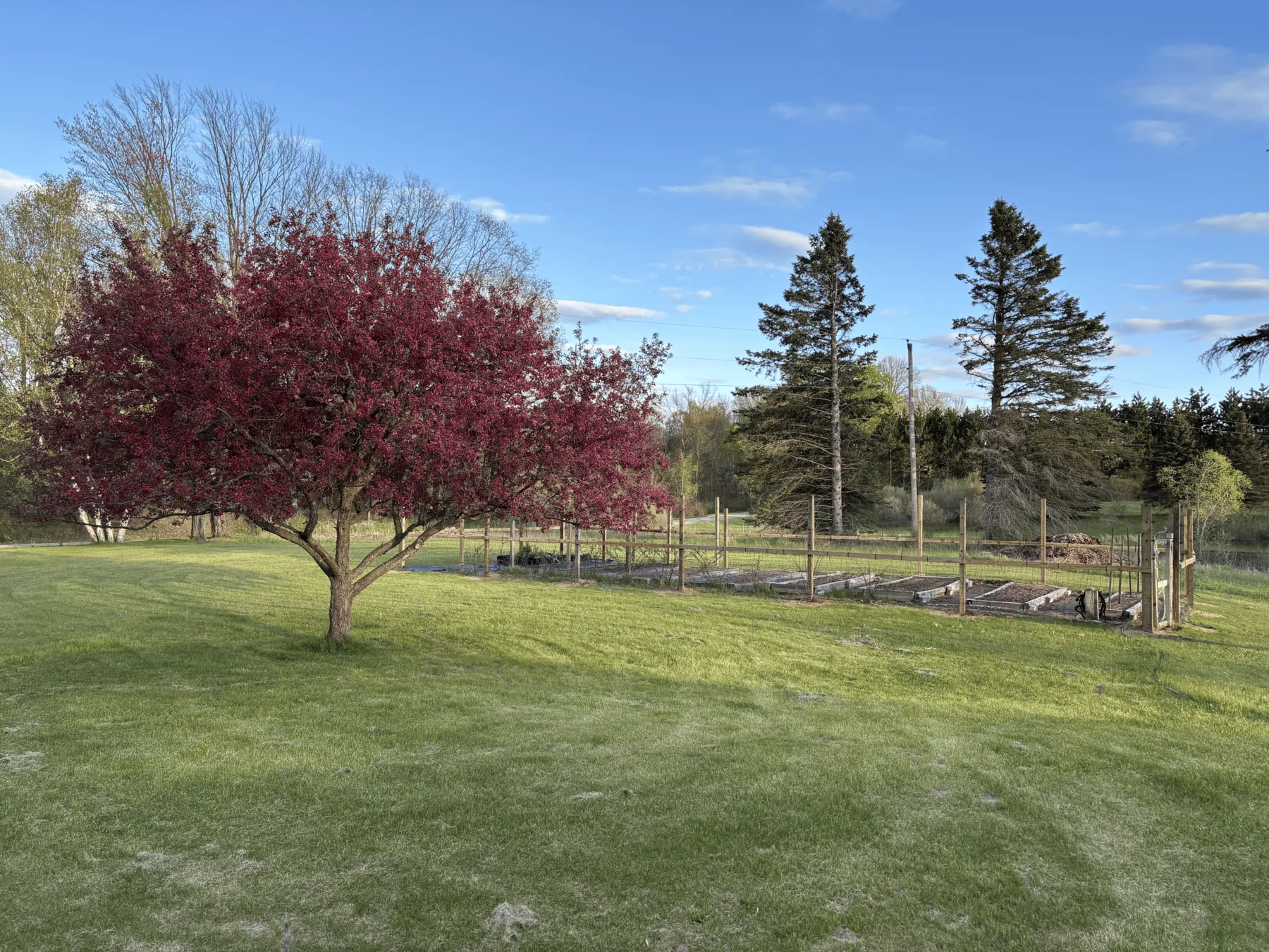 Large fenced garden and manicured lawn