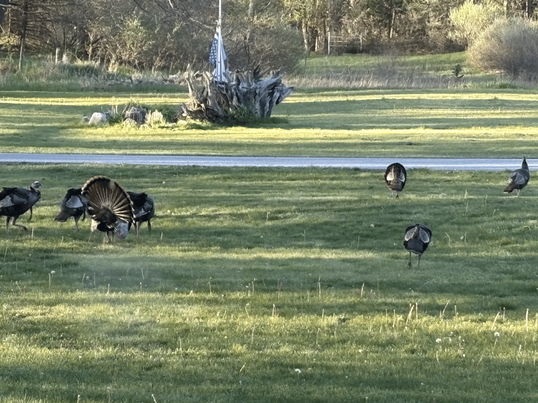 Wild turkeys crossing the lawn