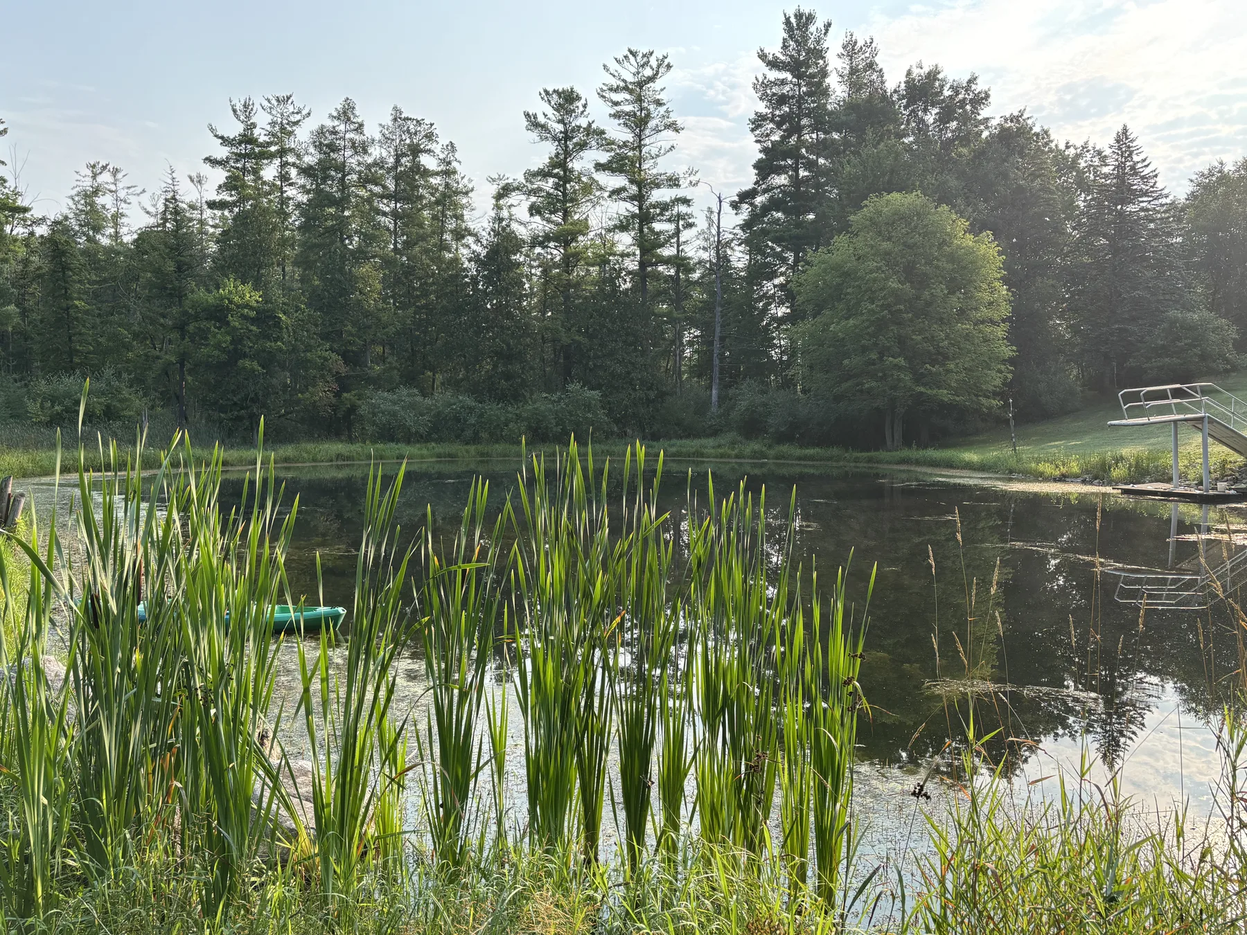 Spring-fed pond bordered by cattails and mature trees